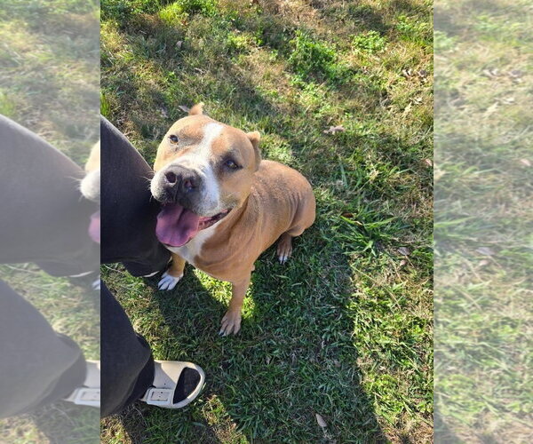 Medium Photo #5 American Pit Bull Terrier Puppy For Sale in Oakhurst, NJ, USA