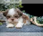 Small Photo #20 Shih Tzu Puppy For Sale in CLARE, MI, USA