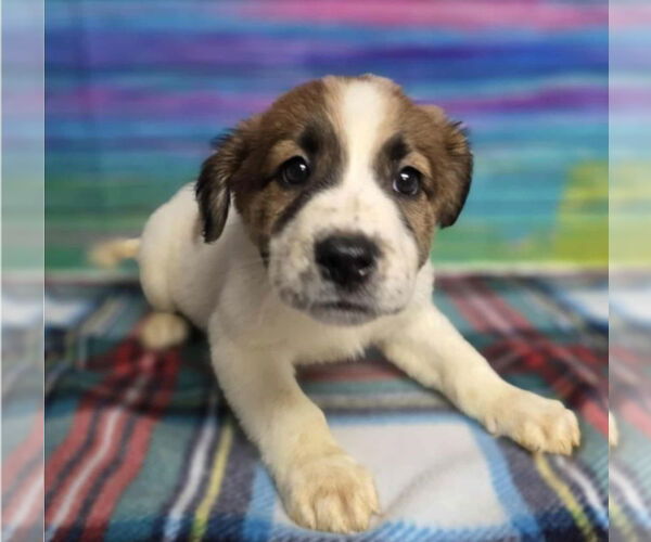 Medium Photo #2 Border Collie-Great Pyrenees Mix Puppy For Sale in Lakewood, CO, USA