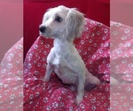 Small #4 Morkie