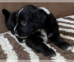 Small Photo #2 Sheepadoodle Puppy For Sale in KATY, TX, USA