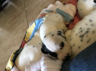 Dalmatian Puppy for sale in PORT SAINT LUCIE, FL, USA