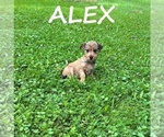 Image preview for Ad Listing. Nickname: Alex