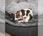 Small #2 Chihuahua Mix