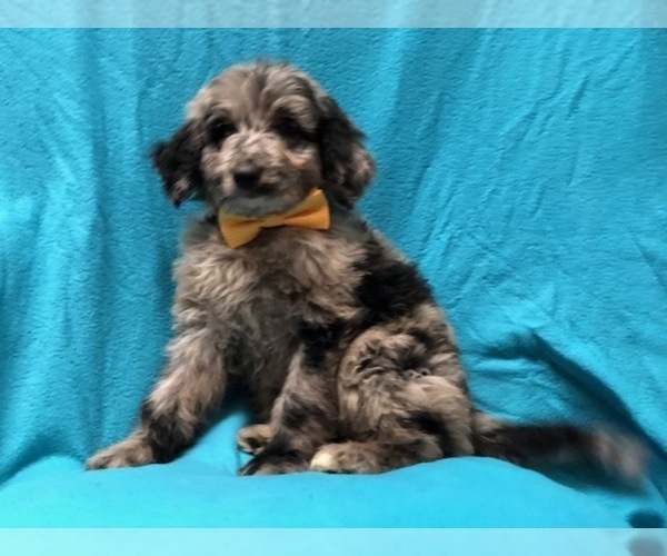 Medium Photo #1 Aussiedoodle Puppy For Sale in LAKELAND, FL, USA