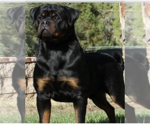 Father of the Rottweiler puppies born on 04/23/2022