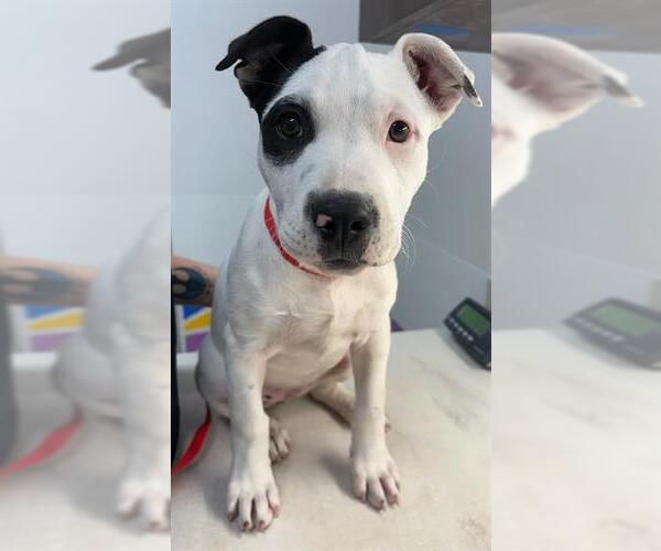 Medium Photo #1 American Pit Bull Terrier Puppy For Sale in Baytown, TX, USA