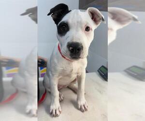 American Pit Bull Terrier Dogs for adoption in Baytown, TX, USA