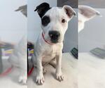 Small American Pit Bull Terrier