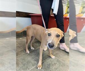 American Staffordshire Terrier-Unknown Mix Dogs for adoption in San Antonio, TX, USA