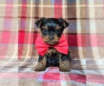 Small Photo #1 Yorkshire Terrier Puppy For Sale in QUARRYVILLE, PA, USA