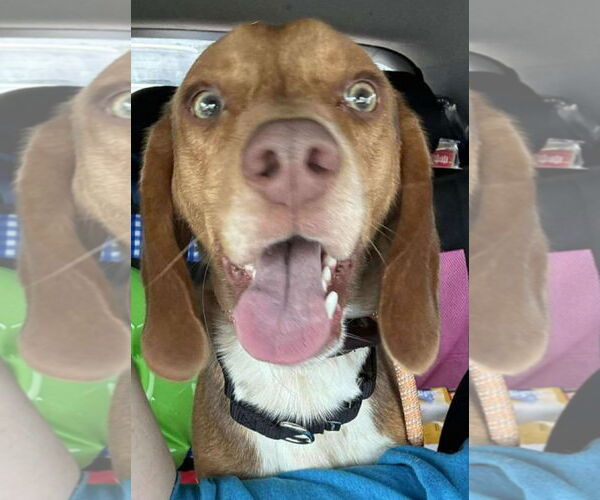 Medium Photo #4 Beagle Puppy For Sale in Dunnellon, FL, USA
