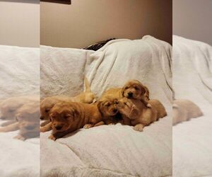 Golden Retriever Litter for sale in VANCOUVER, WA, USA