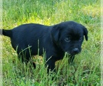 Small #28 Labrador Retriever