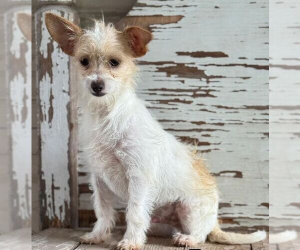 Medium Photo #1 Jack Russell Terrier-Unknown Mix Puppy For Sale in Carrollton, TX, USA