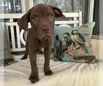 Small #11 American Staffordshire Terrier-Labrador Retriever Mix