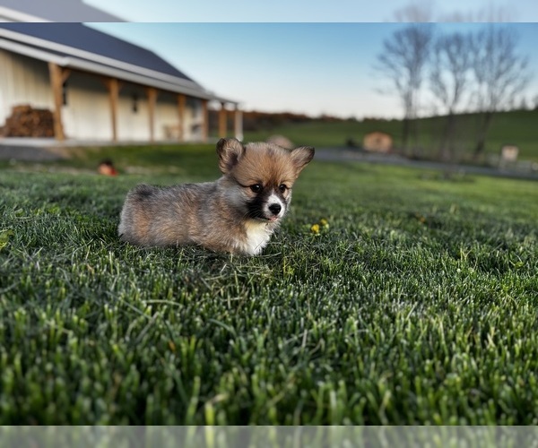 Medium Photo #2 Pembroke Welsh Corgi Puppy For Sale in COBLESKILL, NY, USA