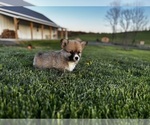 Small #1 Pembroke Welsh Corgi
