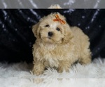 Small #5 Maltipoo