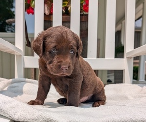 Medium Labrador Retriever