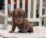 Puppy Milo Labrador Retriever