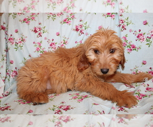 Goldendoodle (Miniature) Puppy for sale in BLOOMINGTON, IN, USA