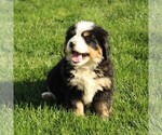 Small Photo #4 Bernese Mountain Dog Puppy For Sale in EPHRATA, PA, USA