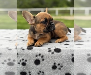 French Bulldog Puppy for sale in GREENVILLE, TX, USA