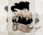 Small Photo #15 Pomsky Puppy For Sale in WINDERMERE, FL, USA