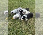 Small Australian Shepherd