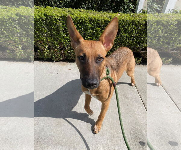 Medium Photo #18 Mutt Puppy For Sale in Los Angeles, CA, USA