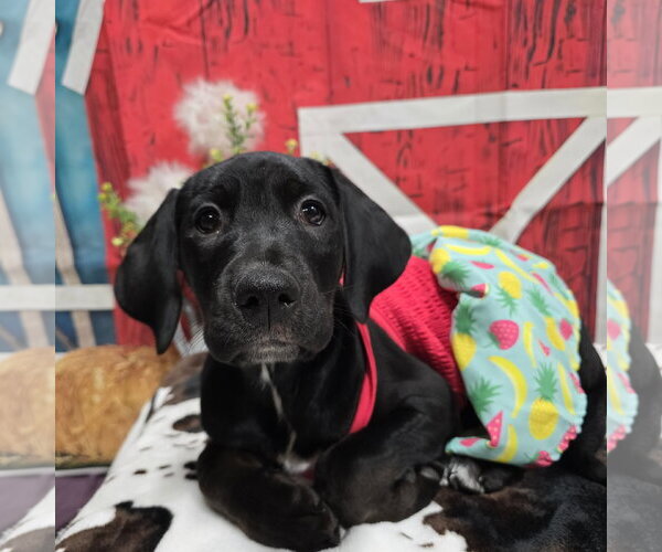 Medium Photo #6 Colonial Cocker Spaniel-Retriever  Mix Puppy For Sale in Fargo, ND, USA