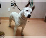 Small Siberian Husky Mix