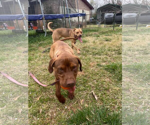 Medium Photo #2 Mutt Puppy For Sale in Shelburne, VT, USA