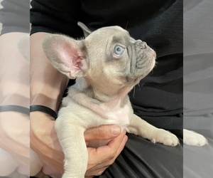 French Bulldog Puppy for sale in LOS ANGELES, CA, USA