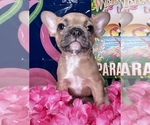 Puppy Blue fawn 2 French Bulldog