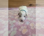 Image preview for Ad Listing. Nickname: Cinnamon