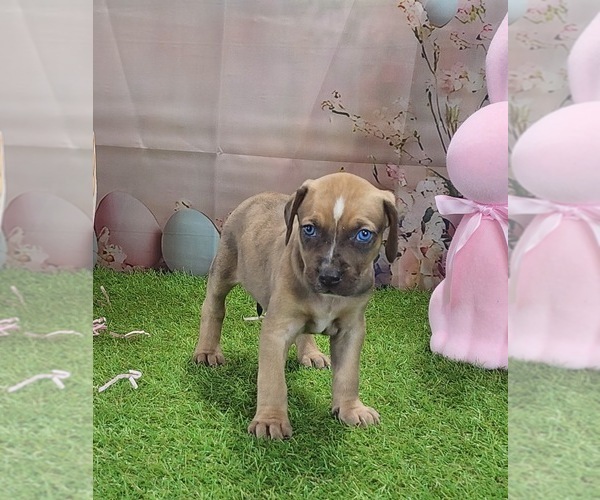 Medium Photo #8 Catahoula Leopard Dog Puppy For Sale in CUMBY, TX, USA