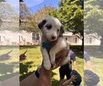 Small #1 Australian Shepherd Mix