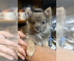 Small Photo #1 Pomeranian Puppy For Sale in FRESNO, CA, USA