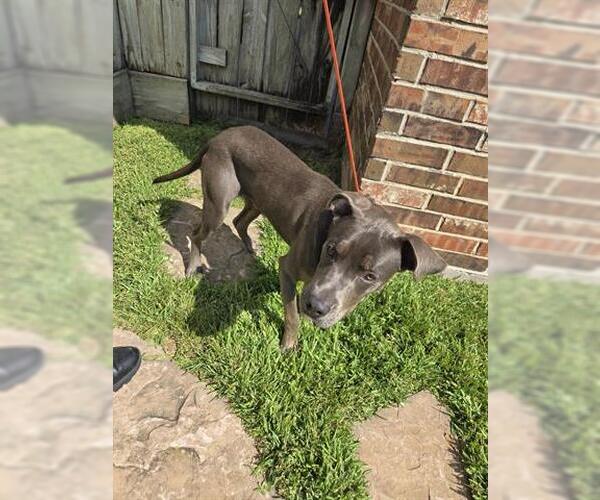 Medium Photo #1 American Pit Bull Terrier-Unknown Mix Puppy For Sale in Houston, TX, USA