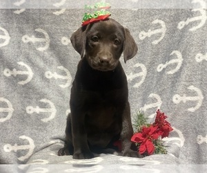 Labrador Retriever Puppy for sale in CEDAR LANE, PA, USA