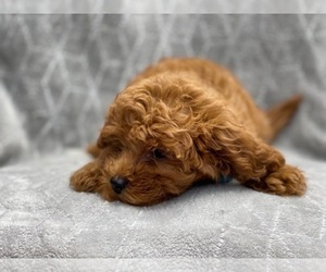 Cavapoo-Poodle (Toy) Mix Puppy for sale in LAKELAND, FL, USA