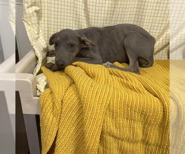 Medium Photo #1 Doberman Pinscher-Unknown Mix Puppy For Sale in Modesto, CA, USA