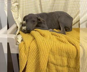 Doberman Pinscher-Unknown Mix Dogs for adoption in Modesto, CA, USA