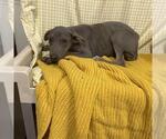 Small Doberman Pinscher Mix