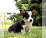 Small #4 Pembroke Welsh Corgi