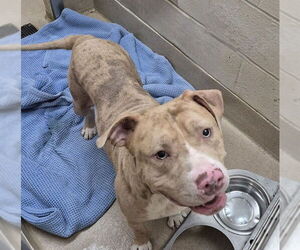 American Pit Bull Terrier Dogs for adoption in Decatur, IL, USA