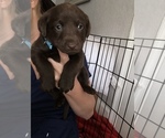 Small Photo #26 Labrador Retriever Puppy For Sale in CLEARWATER, FL, USA