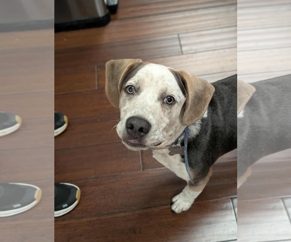 Medium Photo #4 Mutt Puppy For Sale in Holly Springs, NC, USA